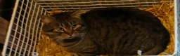 Siberian cats for sale: Siberian X Silver Tabby Male in Huntingdon - Advert 2