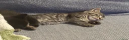 Mixed Breed cats for sale: Kittens in Sheerness - Advert 12
