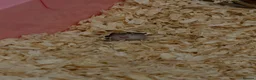 Hamster rodents for sale: Russian Dwarf Hamster in Colchester - Advert 3