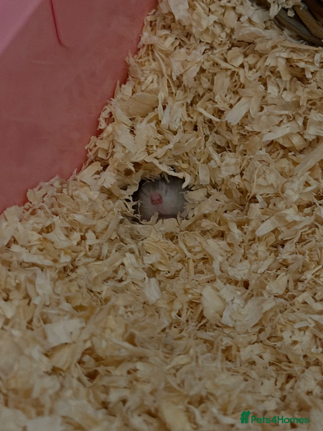 Hamster rodents for sale: Russian Dwarf Hamster in Colchester - Advert 3