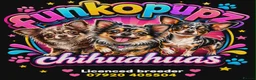 Chihuahua dogs for stud: Proven Merle Chihuahua Stud - Advert 3
