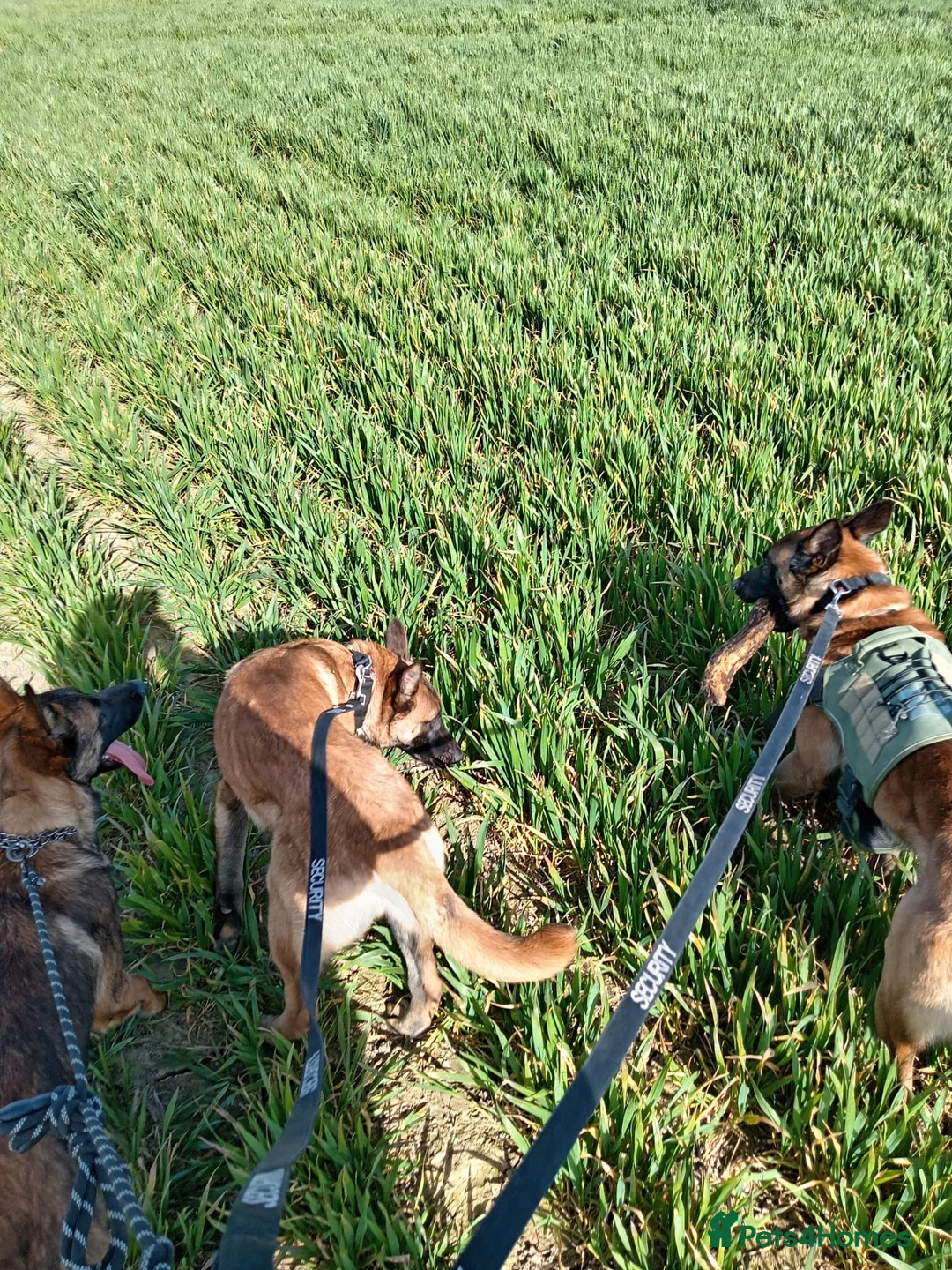 Belgian Shepherd Dog dogs for sale: Belgian Malinois Puppies Working Line Viewings - Advert 10