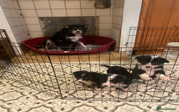 Border Collie dogs for sale: Border collie pups - Image 1