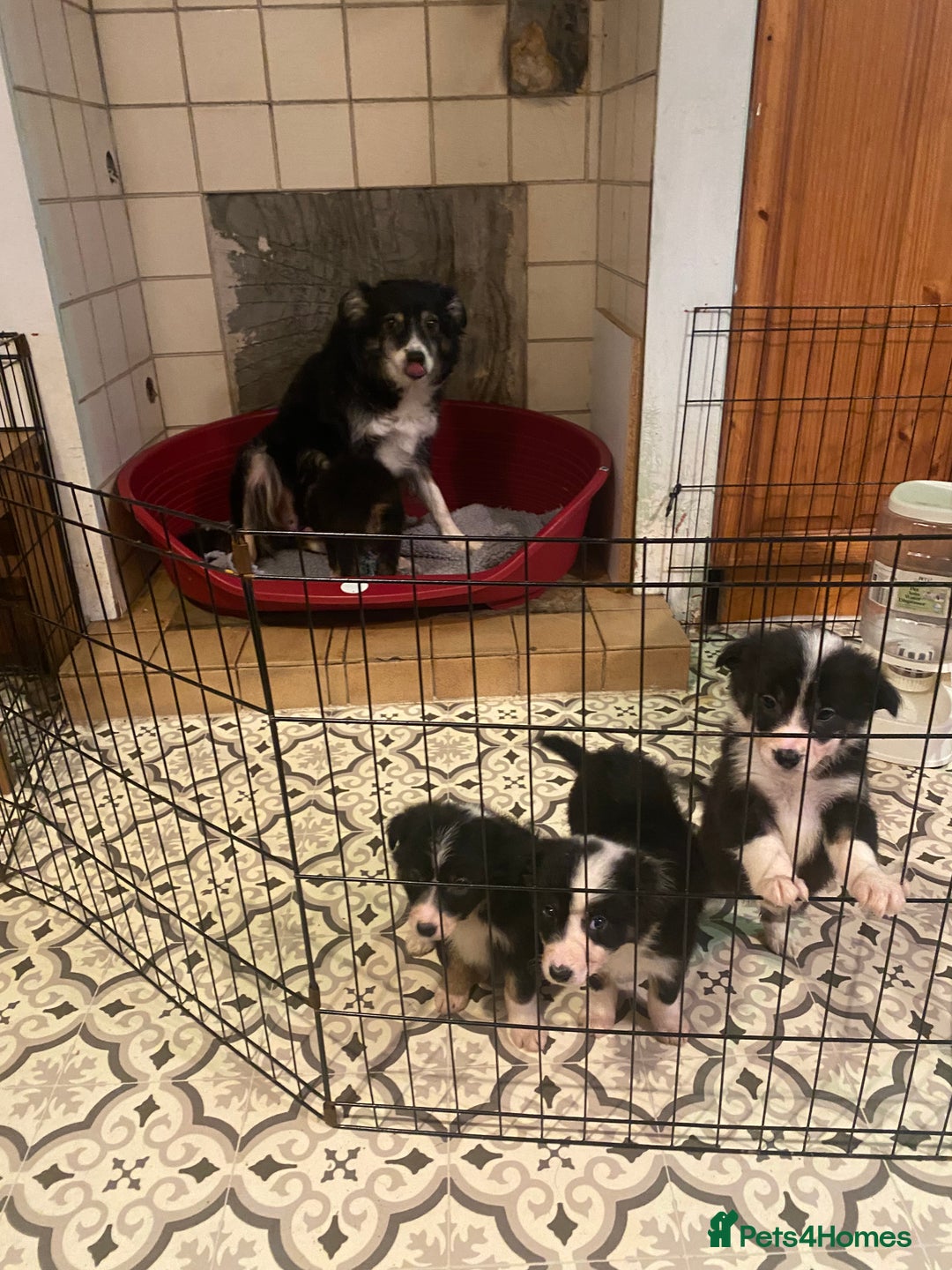 Border Collie dogs for sale: Border collie pups - Image 1