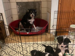 Border Collie dogs for sale - Advert 1