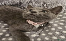 Russian Blue cats for sale: Female Russian blue kitten  - Image 11