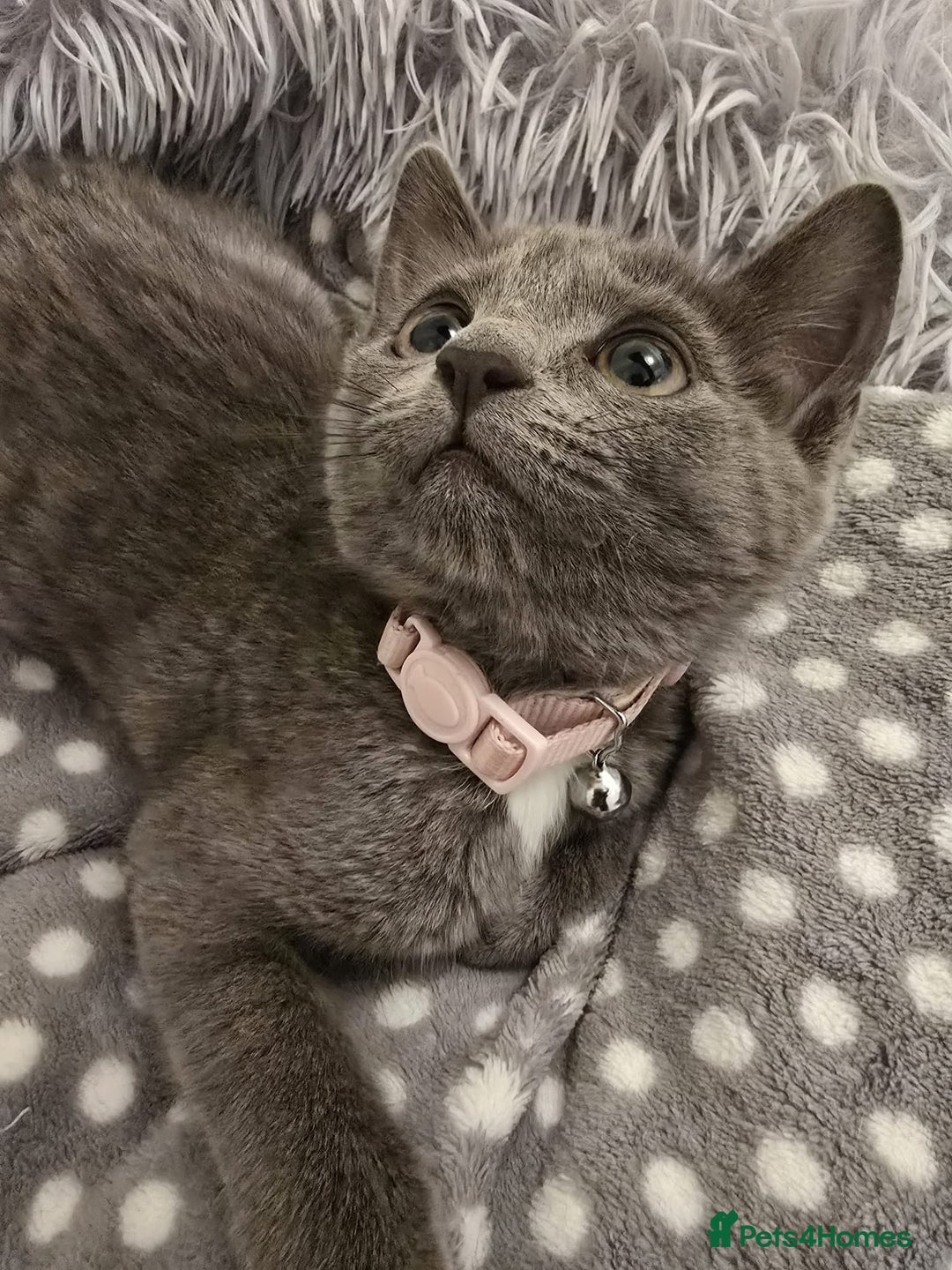 Russian Blue cats for sale: Female Russian blue kitten  - Image 11
