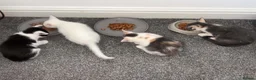 Mixed Breed cats for sale: Kittens very unusual  - Advert 5