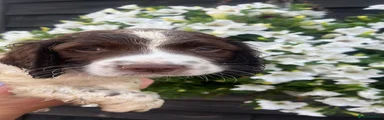 English Springer Spaniel 3