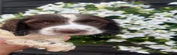 English Springer Spaniel dogs for sale: KC Registered Springer Spaniel Pups - Advert 8