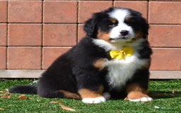 Bernese Mountain Dog dogs for sale: ⭐EXQUISITE IMPORTED LINES KC REGISTERED PUPPIES⭐ - Image 19