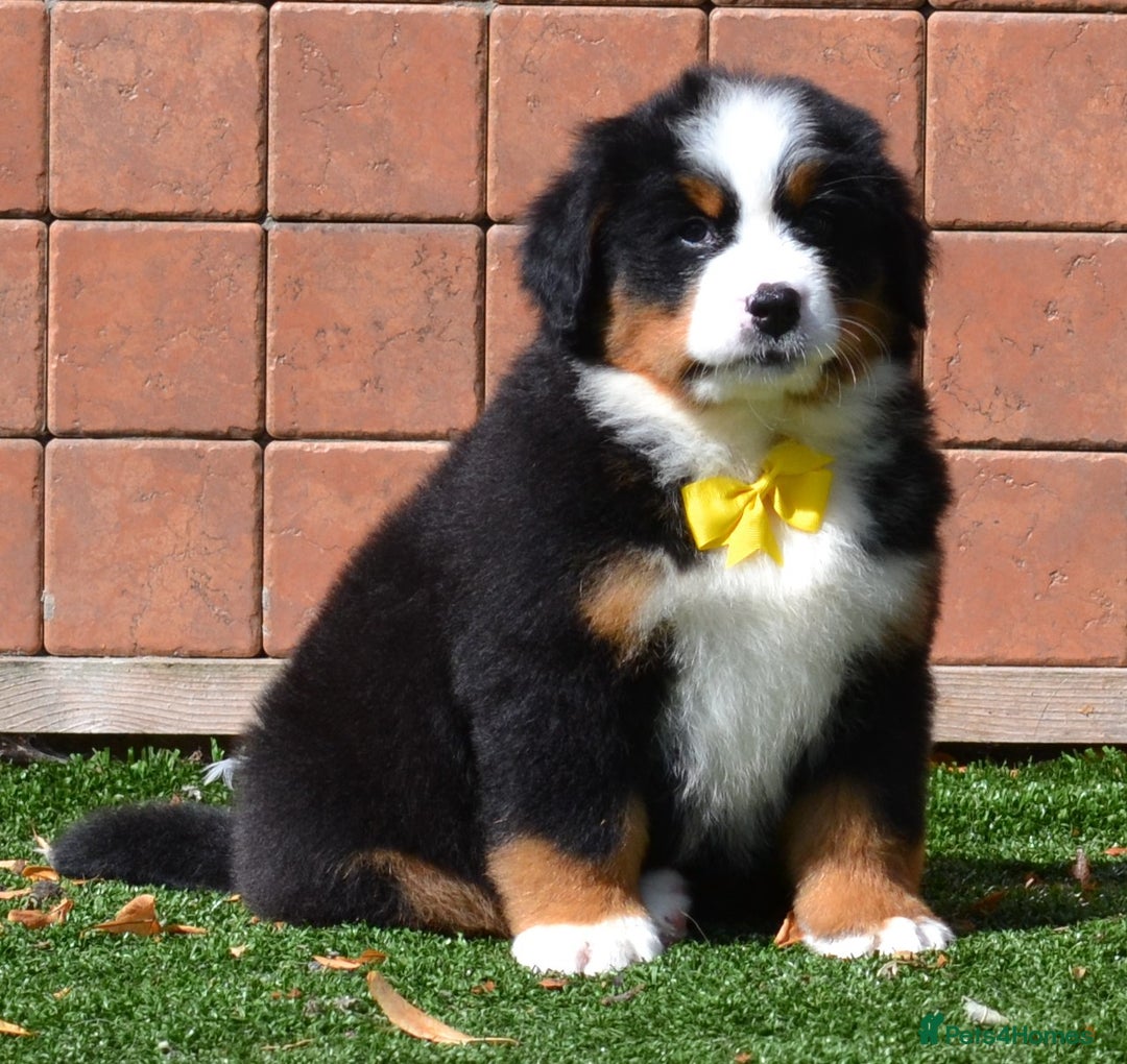 Bernese Mountain Dog dogs for sale: ⭐EXQUISITE IMPORTED LINES KC REGISTERED PUPPIES⭐ - Image 19
