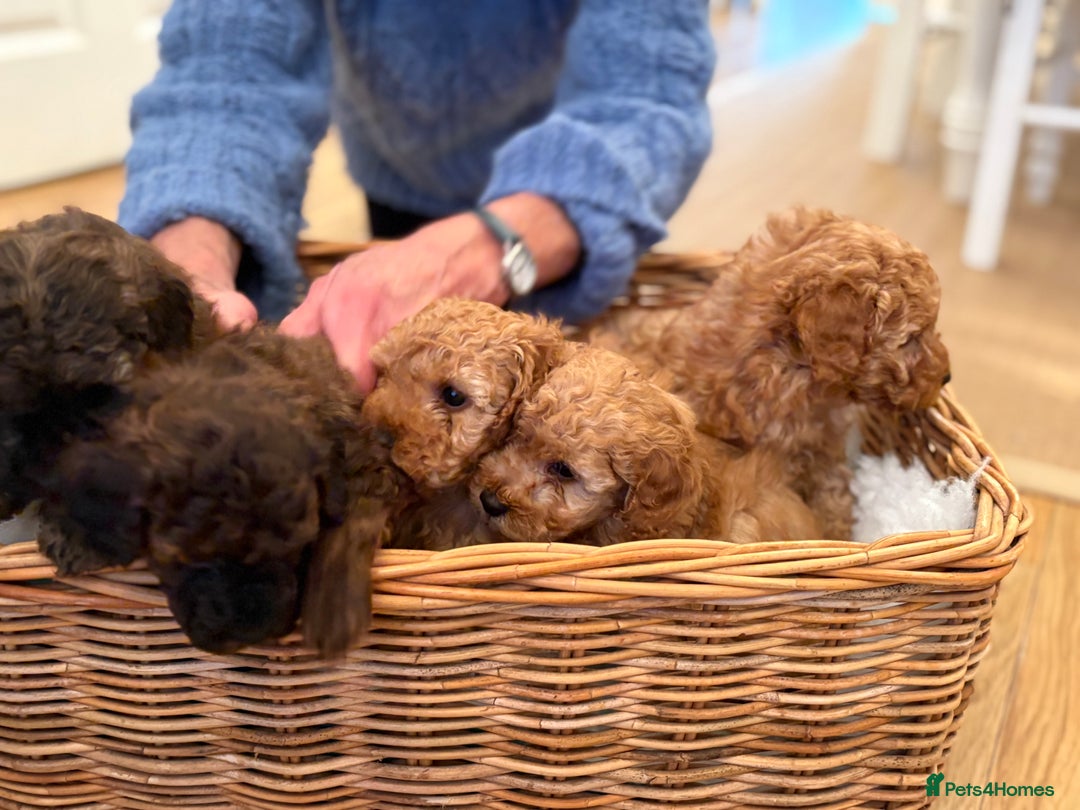 Maltipoo dogs for sale: Gorgeous Maltipoo Puppies  - Advert 4