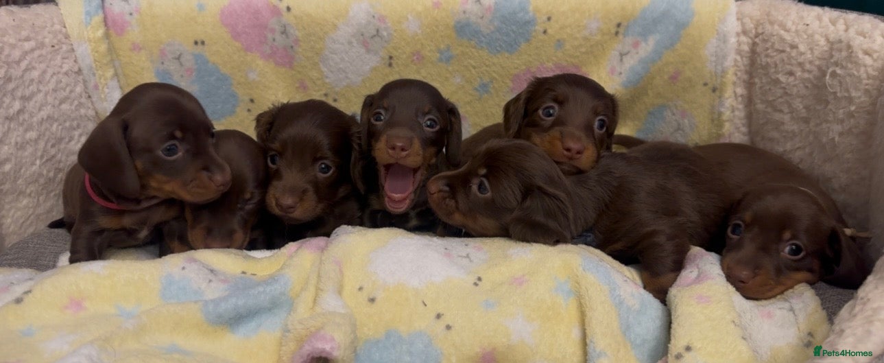 Miniature Dachshund dogs Kc smooth and long coated minature dachshund  - Advert 1