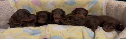 Miniature Dachshund dogs for sale: Kc smooth and long coated minature dachshund  - Advert 1