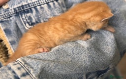 Mixed Breed cats for sale: Stunning kittens  - Image 7