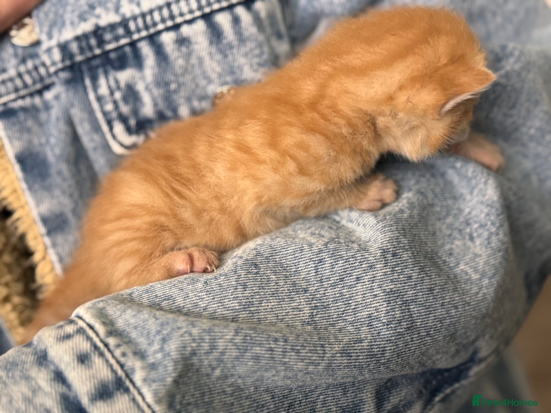 Mixed Breed cats for sale: Stunning kittens  - Image 7