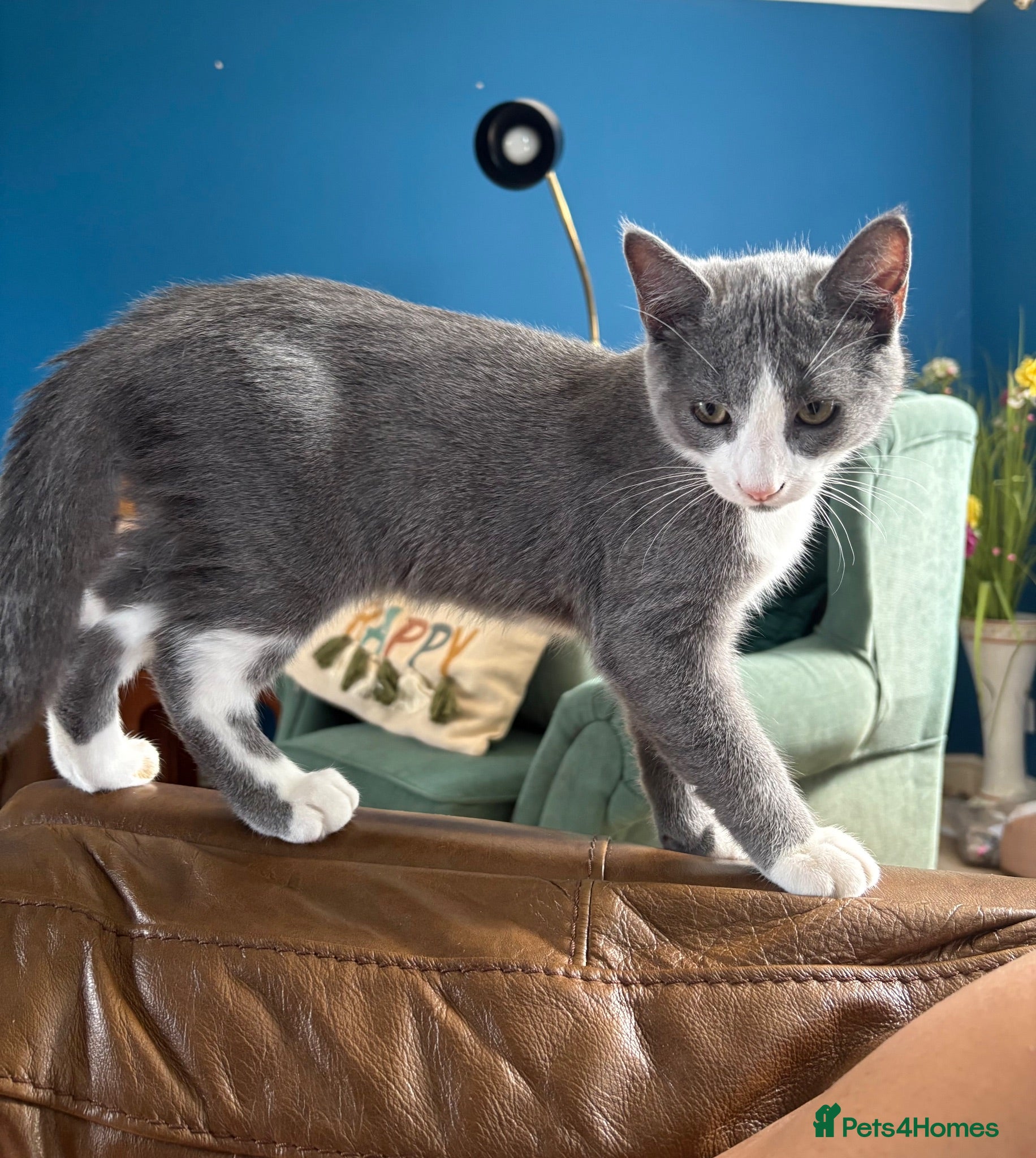 Russian Blue cats Russian blue x British short hair  - Advert 1
