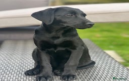 Labrador Retriever dogs for sale: KC Registered Black Labrador Pups 🐾 - Image 39