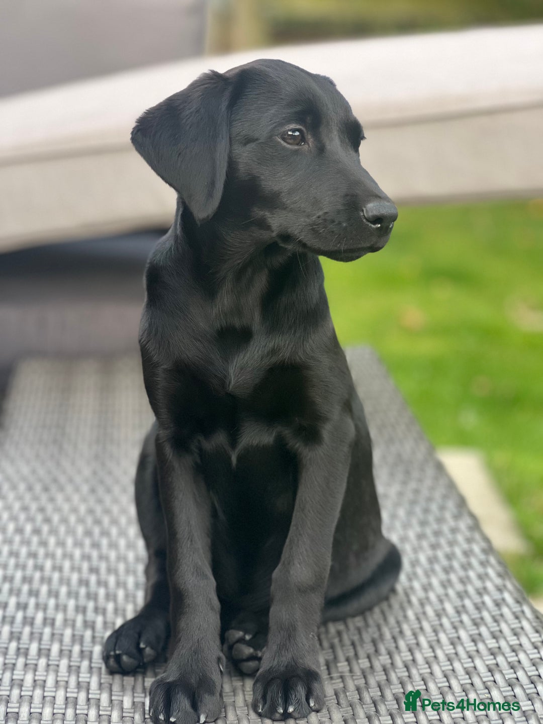 Labrador Retriever dogs for sale: KC Registered Black Labrador Pups 🐾 - Image 39