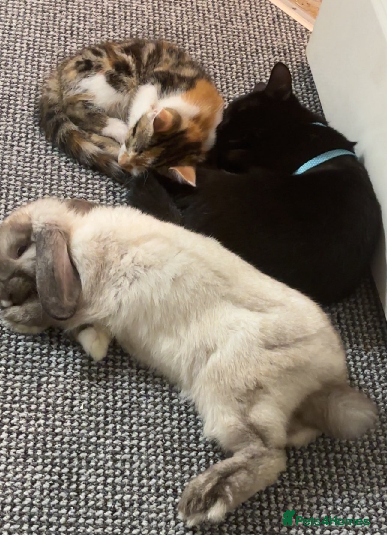 Mini Lop rabbits Cookie- Mini Lop - Advert 1