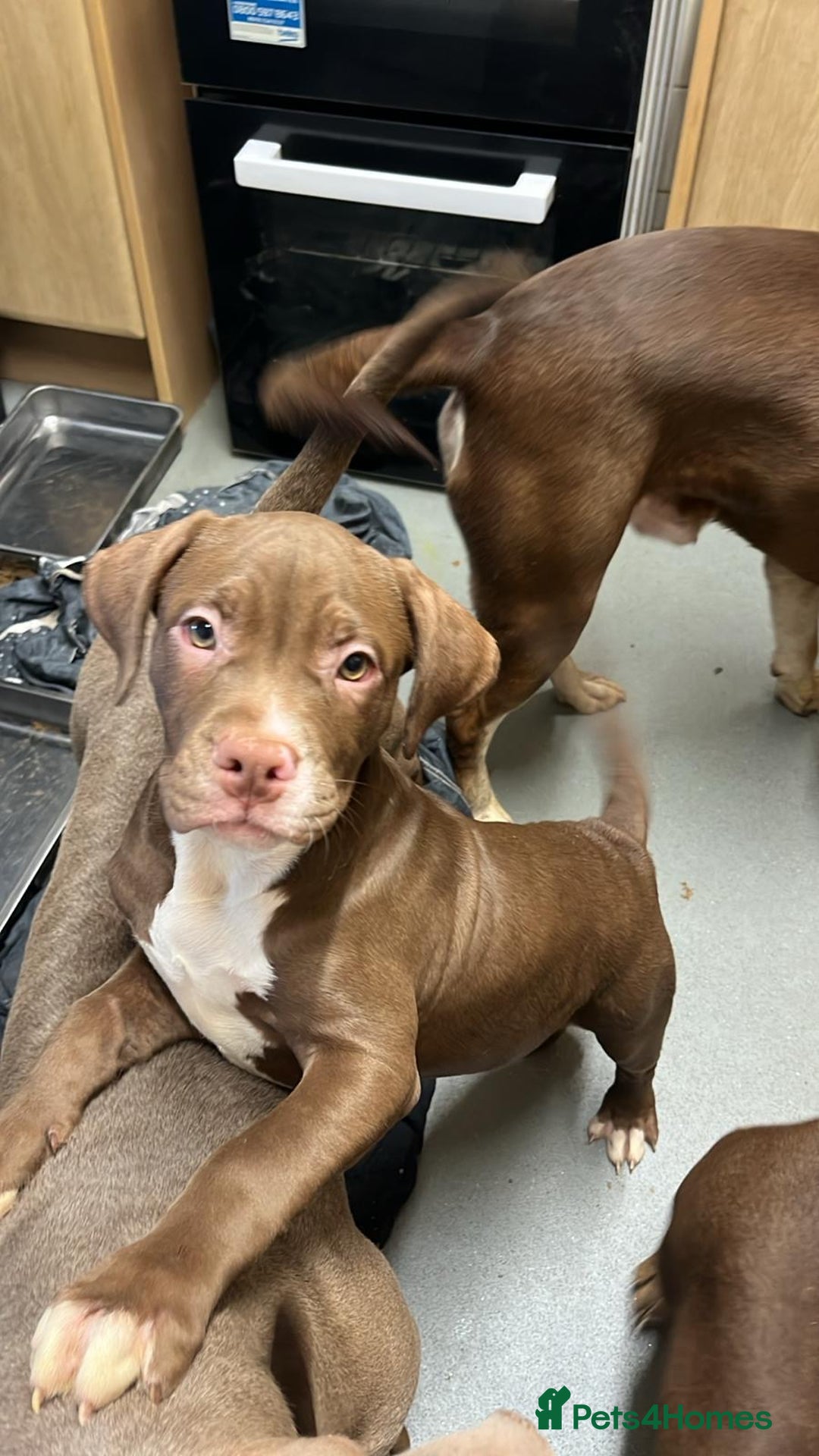 Mixed Breed dogs for sale: 2 gorgeous girls left - Advert 1