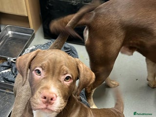 Mixed Breed dogs 2 gorgeous girls left - Advert 1