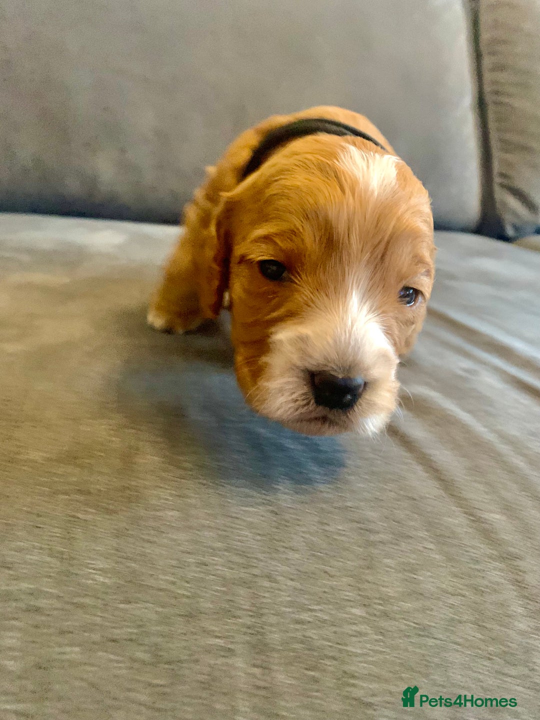 Cockapoo dogs for sale: Cockapoo F1b - Advert 37