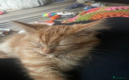 Mixed Breed cats for sale: 3 beautiful maincoon cross kittens  - Image 9