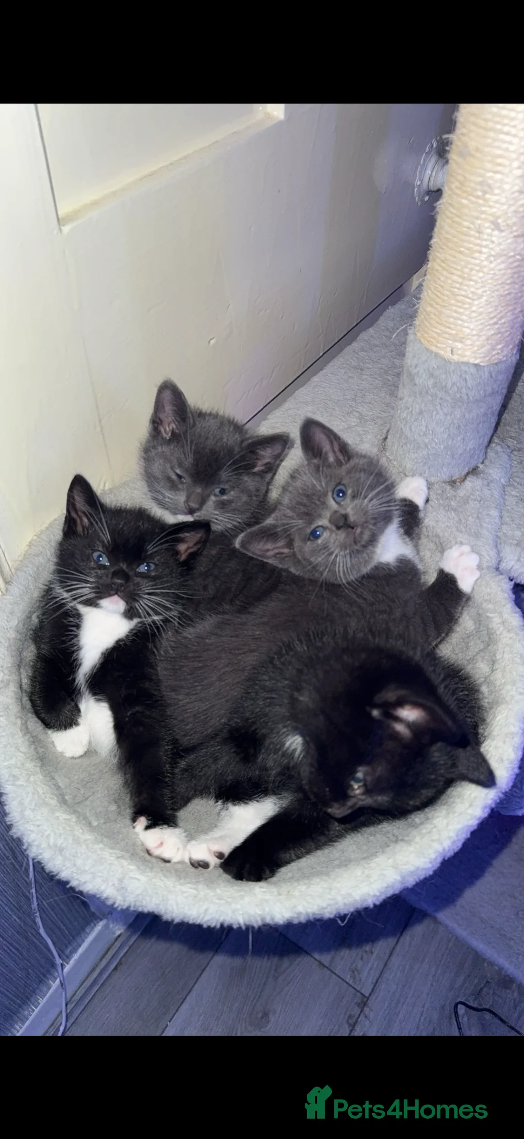 Mixed Breed cats for sale: last tuxedo kitten - Advert 1