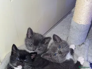 Mixed Breed cats last tuxedo kitten - Advert 3