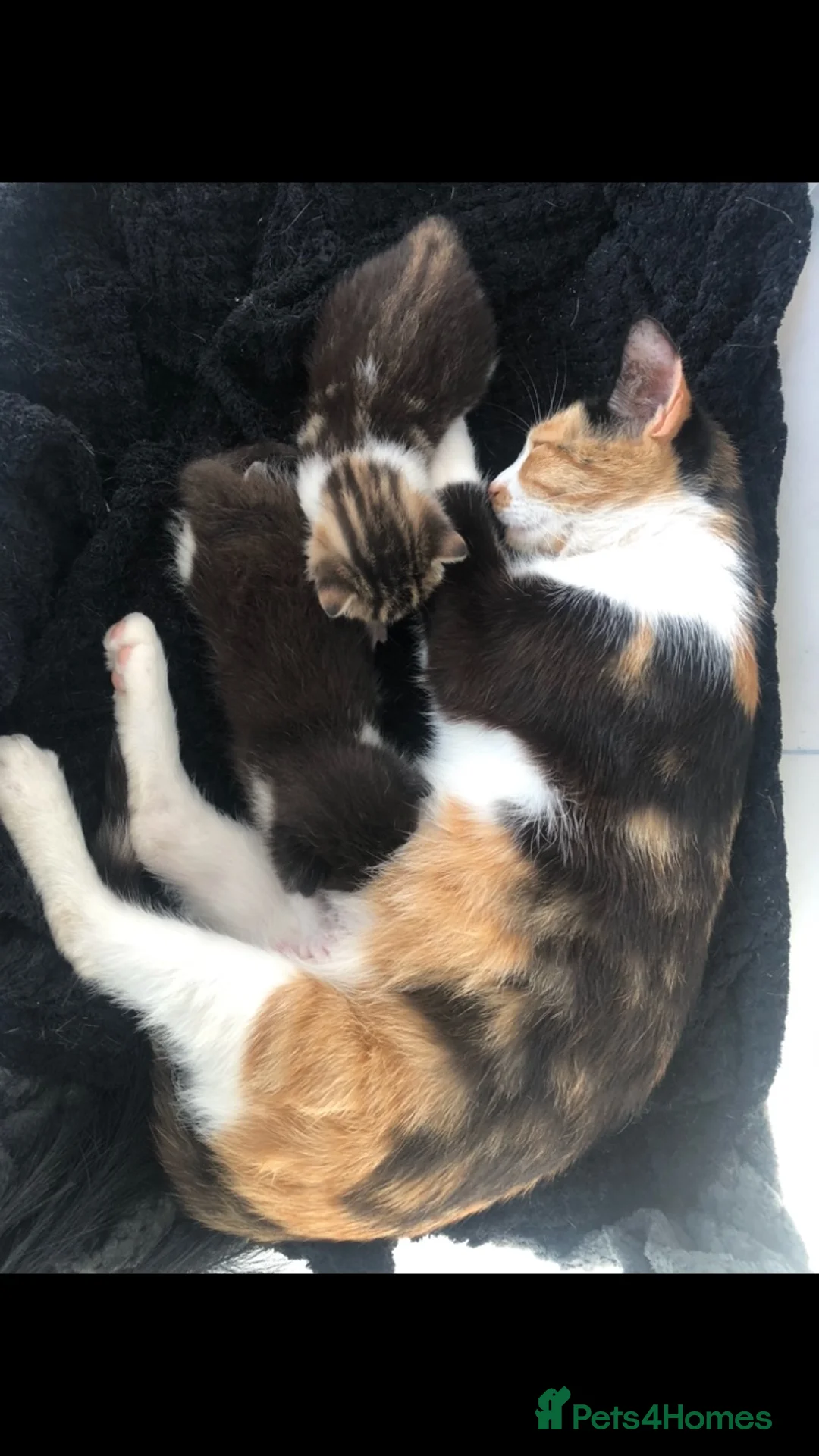 Mixed Breed cats for sale: Female Tabby kitten  in Runcorn - Advert 5