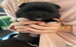 Mixed Breed dogs for sale: Pomspitz super fluffy babies  - Image 10