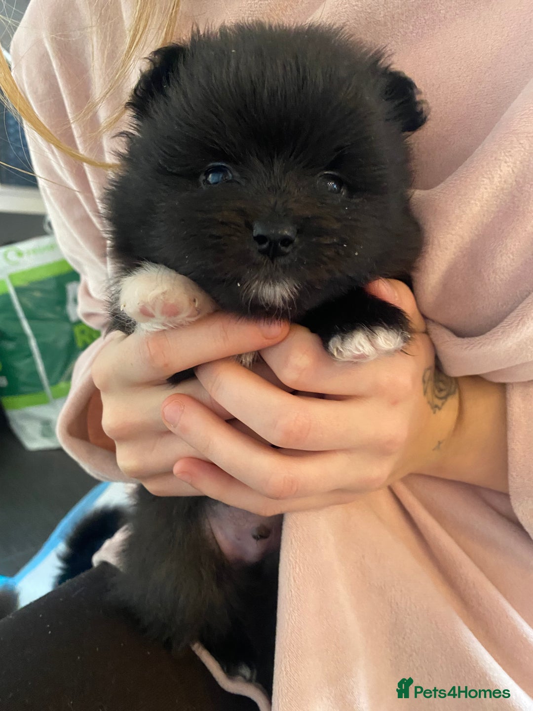 Mixed Breed dogs for sale: Pomspitz super fluffy babies  - Image 10