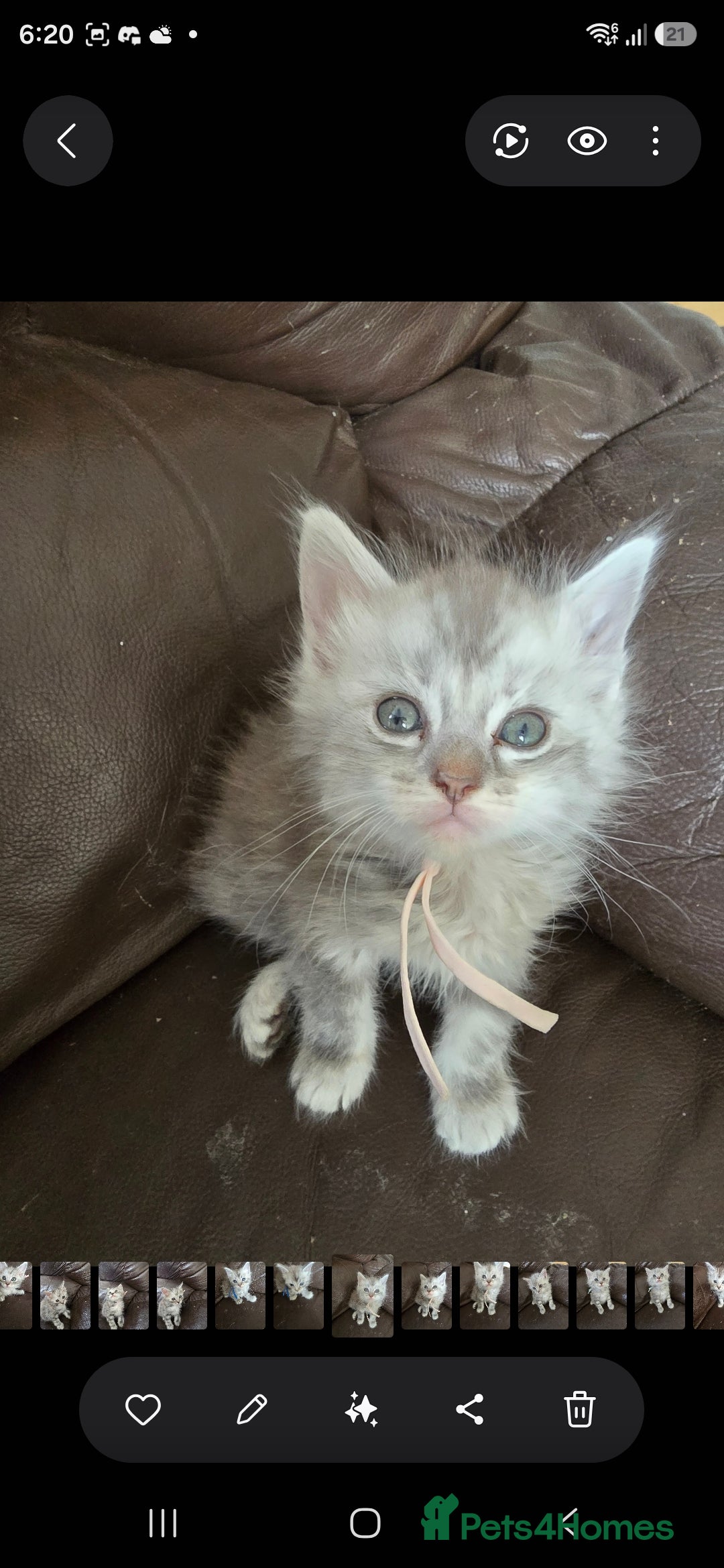 Mixed Breed cats Ragdoll cross maincoon kittens - Advert 1