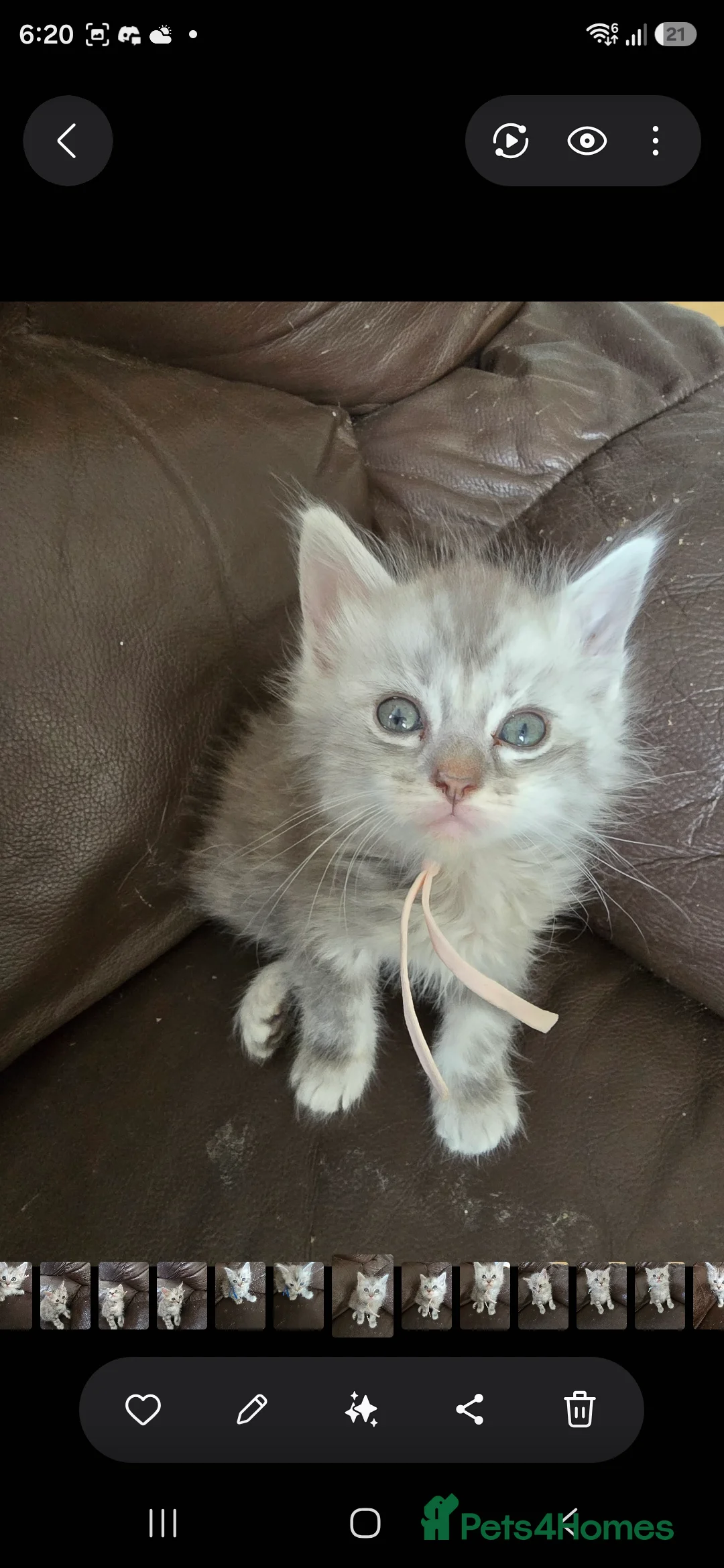 Mixed Breed cats for sale: Ragdoll cross maincoon kittens - Advert 1
