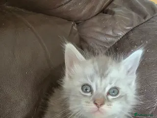 Mixed Breed cats Ragdoll cross maincoon kittens - Advert 1