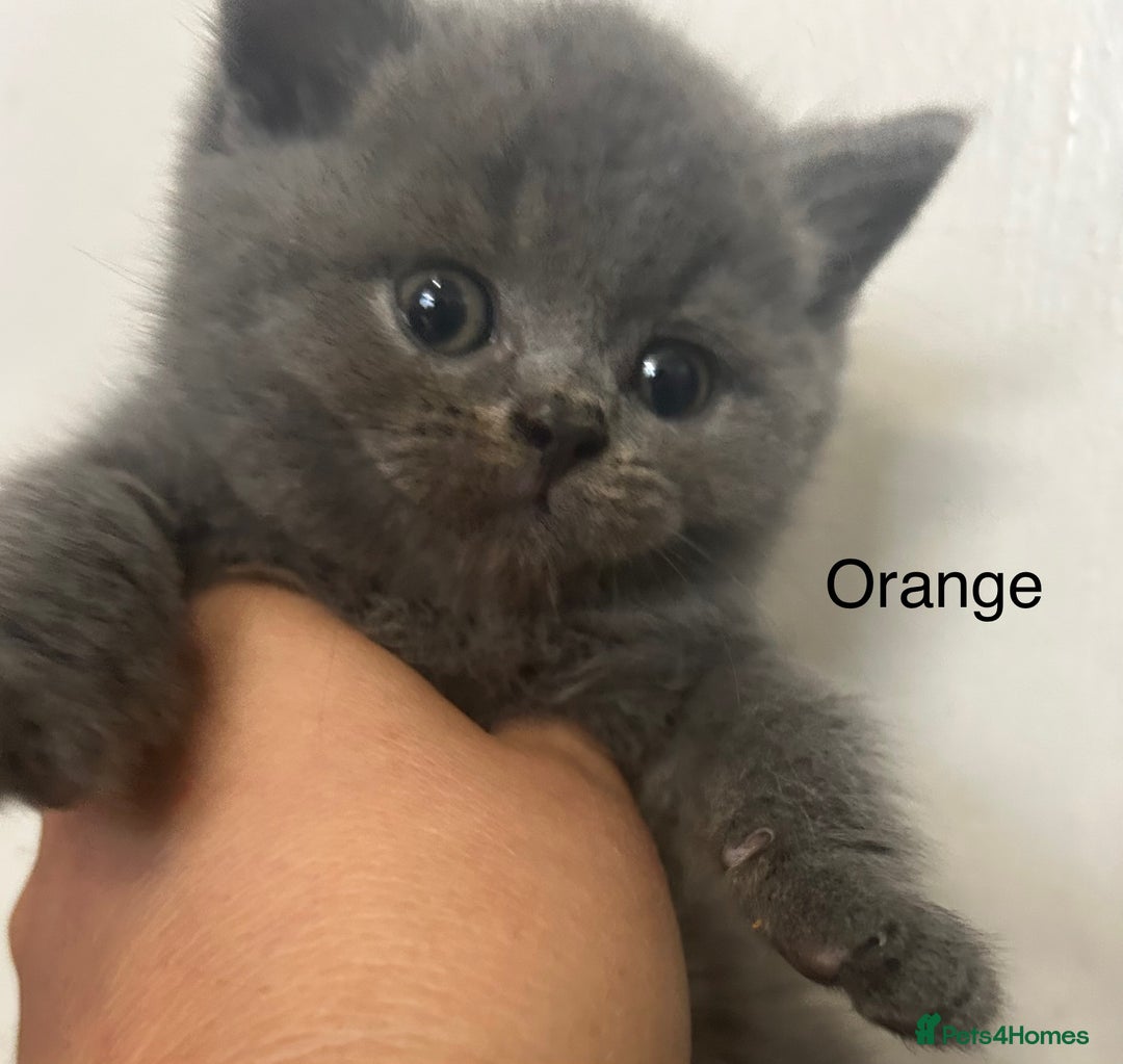 British Shorthair cats for sale: Pedigree GCCF BSH kittens ready in 2 weeks time !! - Image 9