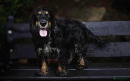 Cocker Spaniel dogs for stud: Frankie & Benny ready for stud in Blackburn - Image 11