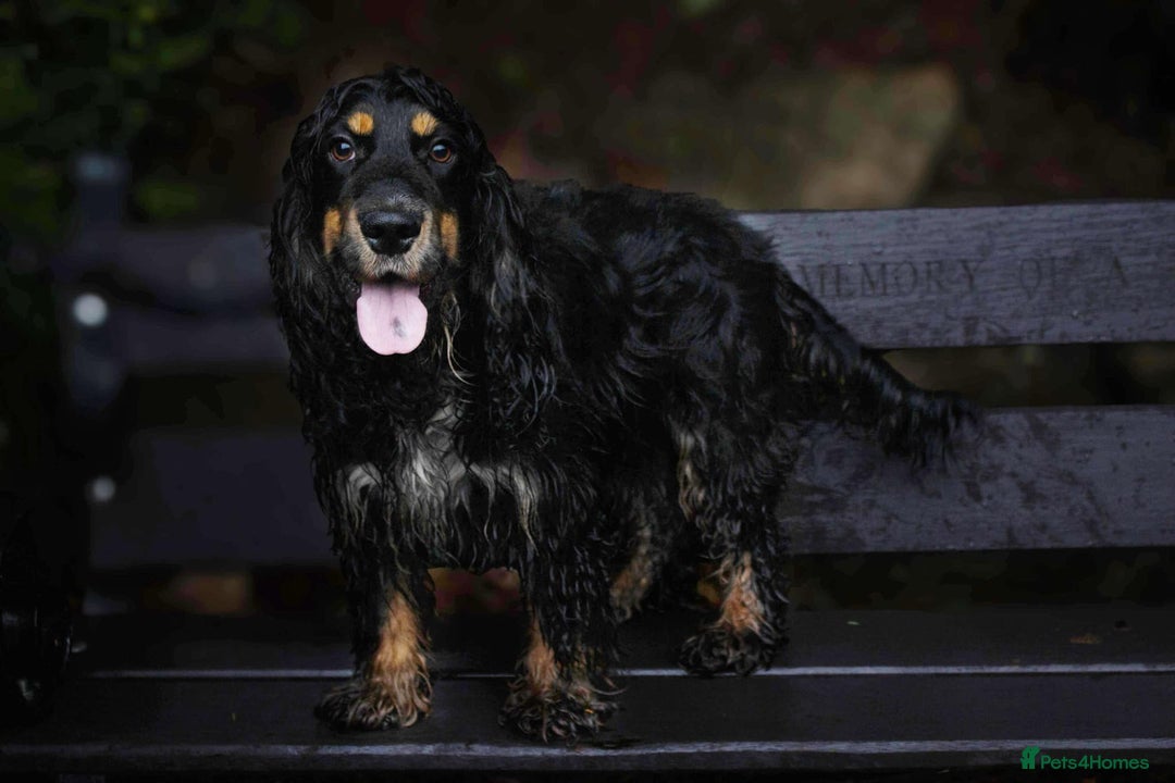 Cocker Spaniel dogs for stud: Frankie & Benny ready for stud in Blackburn - Image 11