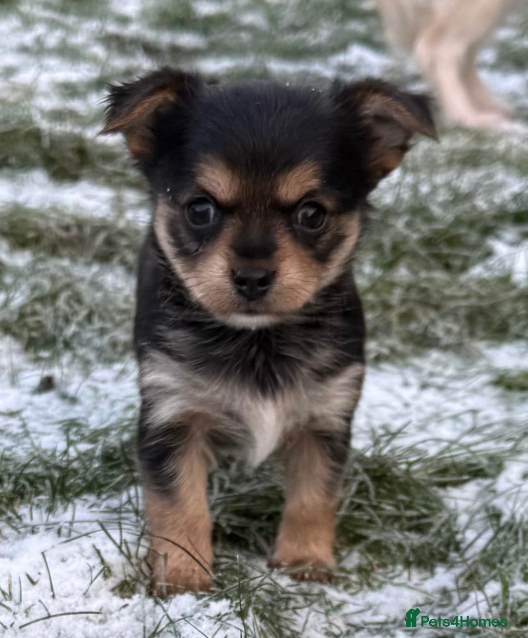 Chorkie dogs for sale: Beautiful tiny chorkie girl short hair smooth coat - Advert 4
