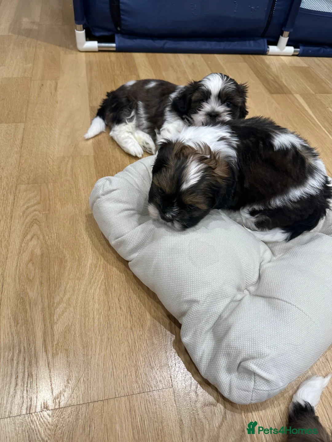 Shih Tzu dogs for sale: Shih Tzu puppies  - Advert 14