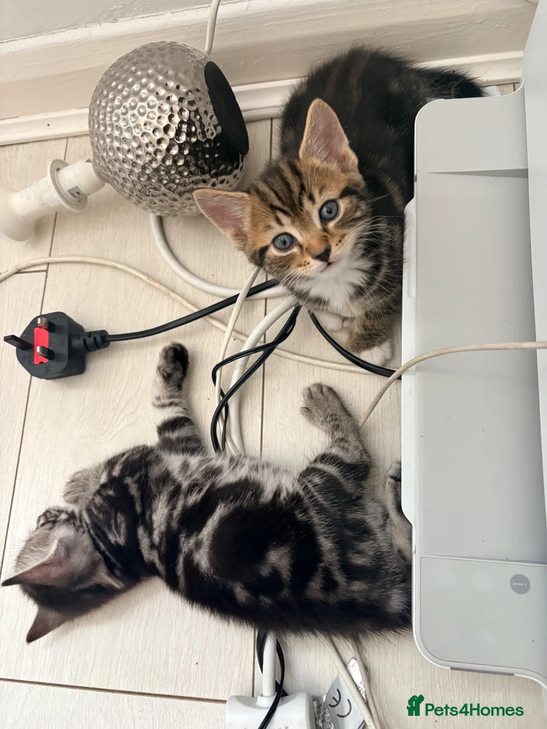 Mixed Breed cats for sale: 1 girl 1 boy Bengal cross kittens  in Isleworth - Advert 2