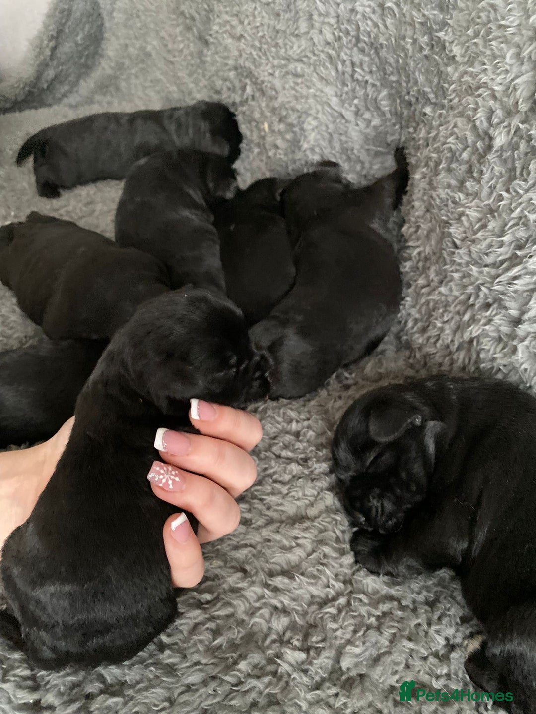 Miniature Schnauzer dogs for sale: KC MAC Quality Black Miniature schnauzers  - Advert 14