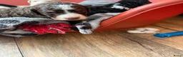 Bernedoodle dogs for sale: Stunning bernedoodle puppies  - Advert 13