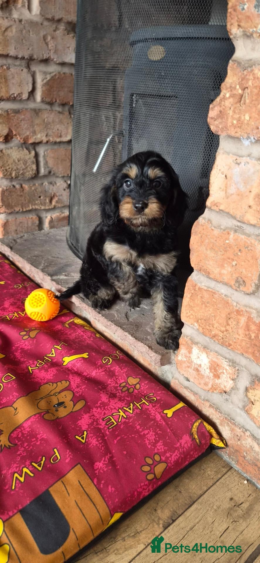 Cavapoo dogs Health tested F1 mini cavapoo puppies  - Advert 14