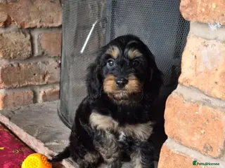 Cavapoo dogs Health tested F1 mini cavapoo puppies - Advert 14