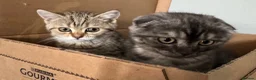 Scottish Fold cats for sale: Scottish Fold class & chinchilla Kittens Available - Advert 21