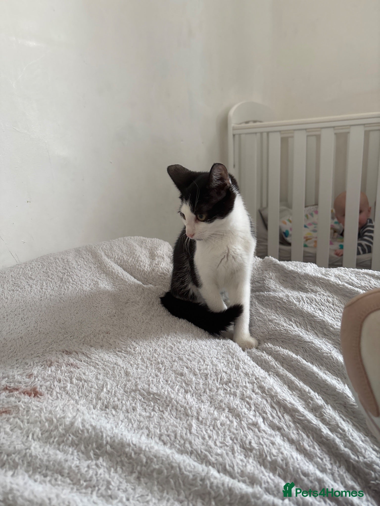 Mixed Breed cats Tinkerbell - Advert 2