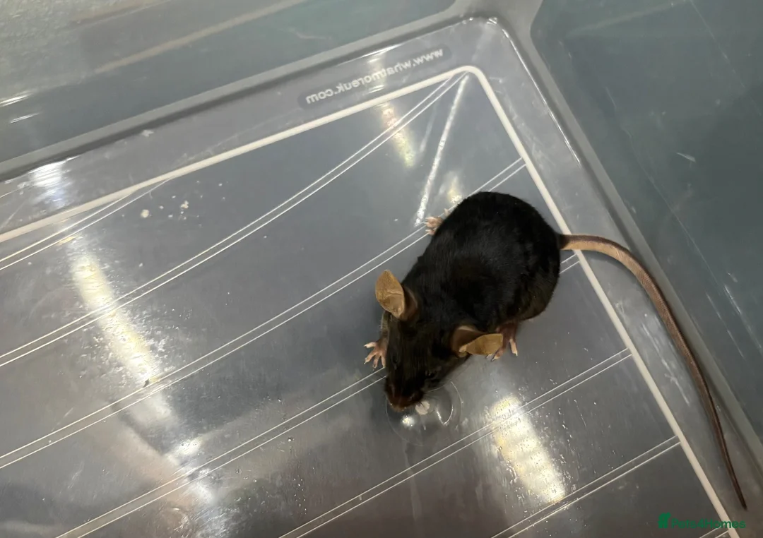 Mouse rodents for sale: 3 baby female fancy mice for sale with full set up - Advert 2